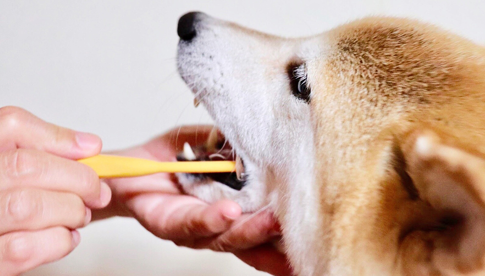 歯みがき中の犬