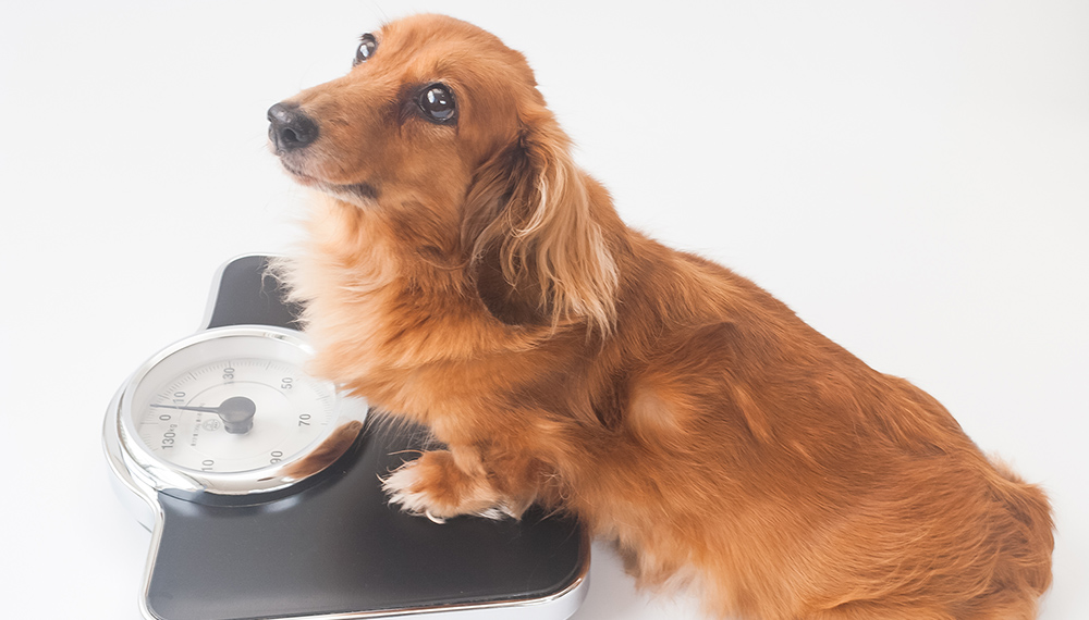 体重計に乗っている犬